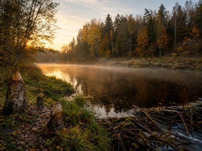Wald am Gauja-Ufer